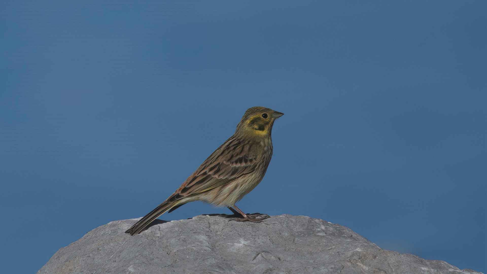 Yellowhammer